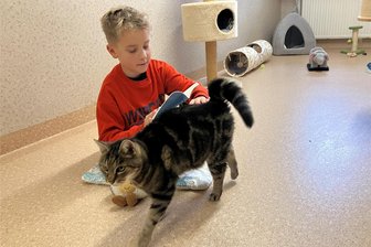 Tierheim Stollberg: Kinder lesen für Katzen – aber nicht für die Katz - Pepe (8 Jahre) liest auch weiter, als der Kater Gandhi kommt und sich von ihm streicheln lässt.
