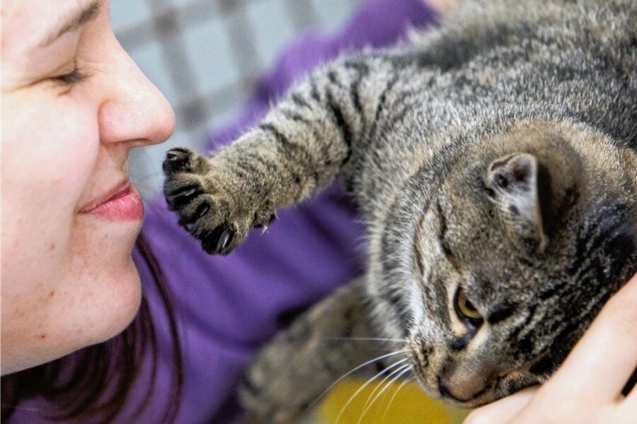 Tierheime im Vogtland fordern Kastrationspflicht für Katzen - Charlotte Haugk hält eine von mehr als 150 Katzen in den Händen, die derzeit im Tierheim Kandelhof versorgt werden. 