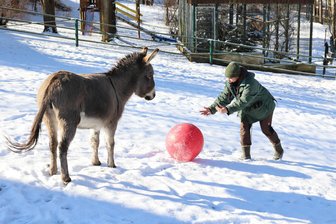 Tierisch gute Ferientipps im Erzgebirge – Kommen, staunen und erleben - Tierpflegerin Yvonne von Jagemann spielt mit Eselin Keks im Tierpark Waschleithe. Dort gibt es am 19. und 26. Februar einen Ferienerlebnistag.