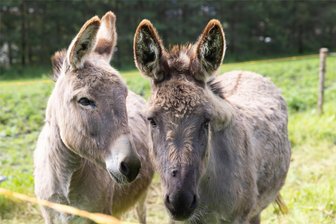 Tierisch gute Nachrichten aus dem Erzgebirge: Auf dem Bärenstein ziehen wieder Esel ein - Noch haben sie ihr Zuhause auf dem Reiterhof in Sehma: die Esel-Damen Anna und Elsa, benannt nach den beiden gleichnamigen Schwestern aus dem beliebten Disney-Film „Die Eiskönigin“. Bald sollen sie auf den Bärenstein umziehen.
