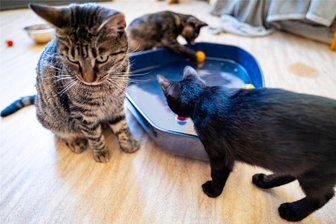 Tierisch heiß: So wird der Sommer für Tiere in Mittelsachsen erträglicher - Pfoten können auch spielerisch abgekühlt werden - wie in der Katzenwohnung des Tierschutzvereins Hainichen und Umgebung. 22 Katzen werden dort vermittelt, Spenden sind gern gesehen.