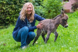 Tierisch süß: Nachwuchs bei Mini-Eseln und Mini-Ziegen - 