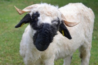 Tierische Nachmieter leben sich schnell in Falkenstein ein - Dieses Walliser Schwarznasenschaf guckt recht vorwitzig in die Kamera.