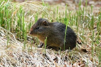 Tierische Raritäten neu im Tierpark Klingenthal - Sumpfmeerschweinchen gehören ebenfalls zu den Neulingen.