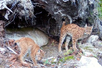 Tierische Sensation im Erzgebirge: Erster Luchs-Nachwuchs in Sachsen seit 300 Jahren bestätigt - Luchskatze Alva (r.) mit einem ihrer beiden Jungtiere im Erzgebirge.