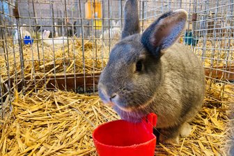 Tierische Sorge im Erzgebirge: Ist die Kaninchenzucht ein Auslaufmodell? - Niedlich sind Rassekaninchen wie dieses. Doch den Züchtervereinen geht der Nachwuchs aus.