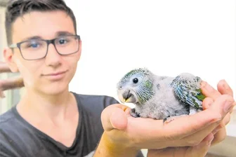 Tierische Stars versetzen Erzgebirger ins Staunen - Zwergaras: Bei den seltenen Tieren gab es Nachwuchs.