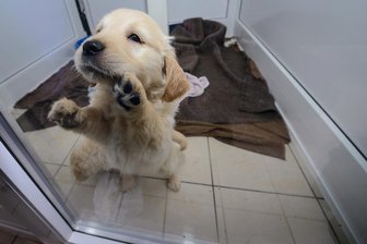 Tierische Überraschung: Hundewelpen laufen Feier in Klingenthal zu - 