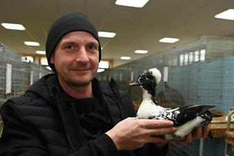 Tierische Vielfalt in Erlau begeistert Besucher - Nicht nur schön anzusehen, sondern auch preiswürdig: Die Zwergente mit Haube von Alexander Ott aus Wechselburg.