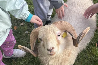 Tierischer Besuch im Hort: Schaf begeistert Rochlitzer Kinder - Die Hortkinder in Rochlitz hatten mit einem Schaf einen ungewöhnlichen Gast zu Besuch.