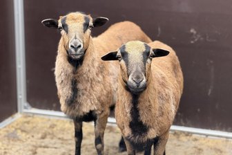Tierischer Blaulichteinsatz im Erzgebirge – mit Drohne, Lasso und Weidezaun - Die beiden Ausreißer schauen ganz unschuldig. Dabei hatten sie für Aufregung gesorgt.