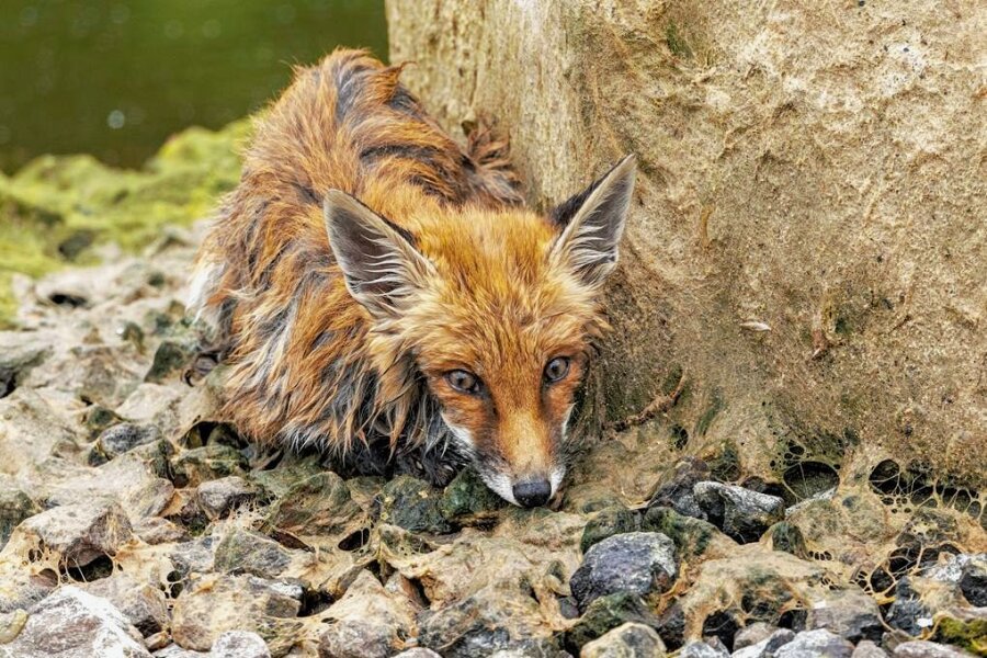 Tierischer Einsatz: Feuerwehr rettet jungen Fuchs aus einem Teich - Wie lange der Rotfuchs ausharren musste, ist nicht bekannt. 