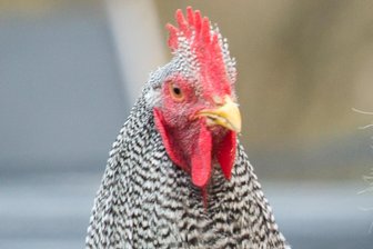 Tierischer Einsatz: Polizei fängt Huhn in der Auerbacher City - Um ein solches Amrock-Huhn könnte es sich in Auerbach handeln.
