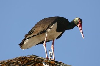 Tierischer Jahresrückblick: Hirsch, Schwarzstorch und Co. in Mittelsachsen - Er gilt als scheu und selten: Der Schwarzstorch. Anwohner beobachten in Markersdorf regelmäßig ein solches Exemplar. So wie auf diesem Bild auf einem Dach.