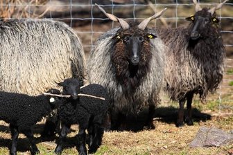 Tierischer Nachwuchs lockt Besucher in den Wildpark Waschleithe - Die kleinen schwarzen Zackelschafe sind vier Wochen alt und sehr verspielt.