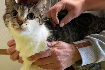 Tierischer Personalausweis unterm Pelz - Katze Fiona nimmt das Implantieren offenbar kaum wahr. 