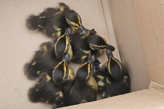 Tierischer Rettungseinsatz in Treuen: Mitarbeiter befreien Entenküken - Diese kleinen Entenküken waren auf dem Firmengelände von Weidplas in Treuen in einen Regenwassergully gefallen.