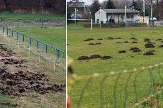 Tierischer Treff auf dem Sportplatz: Außen Wildschweine - innen Maulwürfe - 