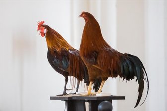 Tierischer Wettkampf in Steinpleis: Wer reißt den Schnabel am weitesten auf? - Hähne stehen bei einem Wettkampf in Steinpleis im Mittelpunkt.