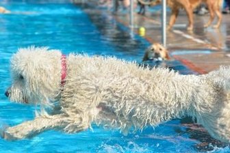 Tierisches Badevergnügen hat mancherorts schon Tradition - So wie Goldendoodle-Hündin Leonie fühlen sich Hunde meist pudelwohl im Wasser. In Lugau findet darum nach dem Abschluss der Badesaison für die Zweibeiner wieder ein Hundebaden statt.