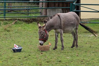 Tierisches EM-Orakel aus dem Erzgebirge: Behält Eselin „Keks“ auch beim Final-Tipp recht? - Ohne Umschweife trabte Eselkind „Keks“ zum Körbchen mit der spansischen Flagge.