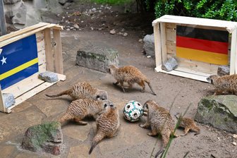 Tierisches Orakel und gemeinsam Fußball gucken: Chemnitz groovt sich auf WM ein - Wenn Erdmännchen im Chemnitzer Tierpark Fußball spielen ist wieder WM.