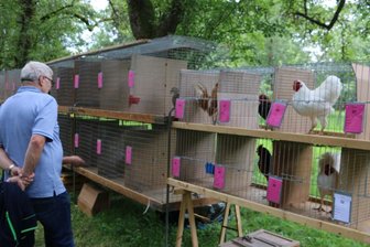 Tierisches unter freiem Himmel - Höhepunkt des tierischen Sommerfestes war das Hähnewettkrähen. Besucher hatten zudem Gelegenheit, die Tiere aus der Nähe zu besichtigen.