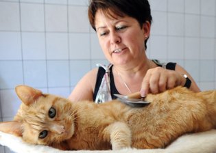 Kater Oskar wird gebürstet