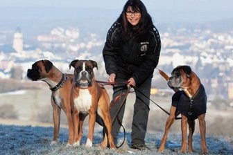 Tierliebe Vogtländerin macht ihre Boxer fit für Weltmeisterschaften - Hundetrainerin Uta Mönnicke mit ihren Boxern: Nikita vom Silvermoon, Rufname Niki (rechts), Alvina vom Antidorcas (links) und der Jüngste, Persephone von der Mörike Allee (Mitte).