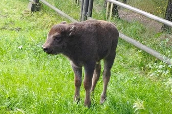 Tiernachwuchs in Chemnitz: Wisent-Kälbchen und Flamingo-Küken - Kälbchen Orkan ist 2023 schon der zweite Nachwuchs bei den Wisenten im Wildgatter Oberrabenstein.