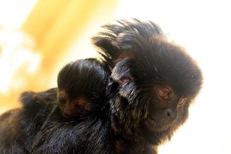 Tierpark: Beim Füttern der Krallenaffen zuschauen -
