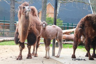 Tierpark Chemnitz auf Namenssuche für Kamelfohlen - Bei den Trampeltieren des Tierparks Chemnitz gab es in der vergangenen Woche Nachwuchs.