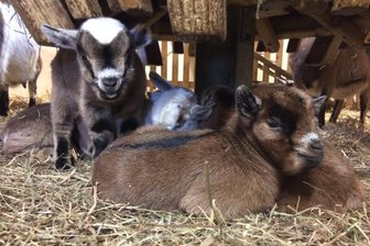 Tierpark Chemnitz: Babyboom bei Zwergziegen - Bei den Afrikanischen Zwergziegen gibt es seit Kurzem elf Jungtiere.