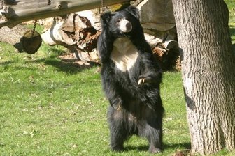 Tierpark Chemnitz: Lippenbärin Renate ist tot - Die achtjährige Lippenbärin Renate verschluckte sich an einem Stück Futter und erstickte.