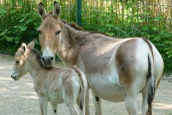 Tierpark Chemnitz: Nachwuchs bei den Kulanen -