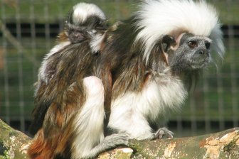 Tierpark Chemnitz: Nachwuchs bei den Lisztaffen - Alle Familienmitglieder sind an der Aufzucht der Lisztaffen-Babys beteiligt.