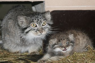 Tierpark Chemnitz: Nachwuchs bei den Manulen - Die Pallaskatzen haben seit 30. Mai Nachwuchs.