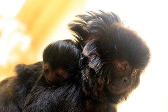 Tierpark Chemnitz: Nachwuchs bei den Springtamarinen -