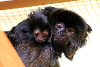 Tierpark Chemnitz: Nachwuchs bei Springtamarinen -