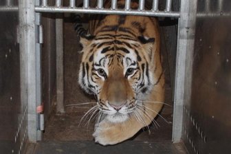 Tierpark Chemnitz: Neuer Amurtiger kommt aus Nürnberg - Amurtiger Volodja beim täglichen Kistentraining im Tiergarten Nürnberg. Bis zu seiner Abreise nach Chemnitz soll sich das Tier an die Transportbox gewöhnt haben.