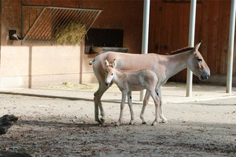 Tierpark Chemnitz: Schneller Nachwuchs bei den Kulanen - Die Kulane im Tierpark Chemnitz haben Nachwuchs.