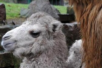 Tierpark Chemnitz startet Online-Befragung zu Attraktivität -