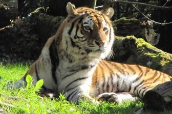 Tierpark Chemnitz: Tigerin Taiga musste eingeschläfert werden -