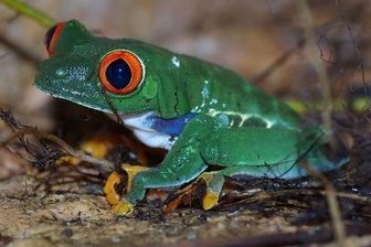 Ein Bewohner des Vivariums: der Rotaugenlaubfrosch.