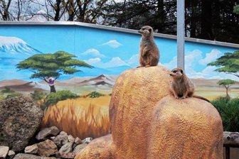 Tierpark droht die Schließung - Die Erdmännchen sind die Publikumslieblinge im Klingenthaler Tierpark.
