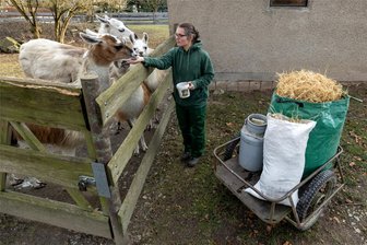 Tierpark Falkenstein: Warum die Pfleger bei Frost zu Wasserkannen greifen - Sommer wie Winter - Tierpflegerin Catherina Heckel sorgt stets dafür, dass die Lamas immer genug zu essen haben.