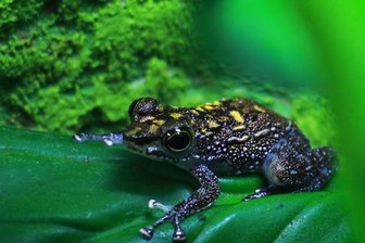 Tierpark feiert Zuchterfolg mit Winkerfröschen -