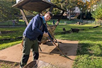 Tierpark Freiberg lädt zum Herbstfest ein: Wer die Neuankömmlinge 2024 sehen will, hat letztmalig Gelegenheit - Jonas Dienel reinigt das Gehege der Schafe und Esel. „Die Jungschafe sind schüchtern", sagt der junge Mann.