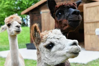 Tierpark Freiberg: Wie die Alpakas die Herzen der Zoobesucher erobern - Ein tolles Trio im Tierpark Freiberg: Der kleine Alfredo (vorn) ist das zutraulichste Alpaka, der braune Jako ziemlich neugierig und Carlos, der größte der drei Tiere, am zurückhaltendsten.