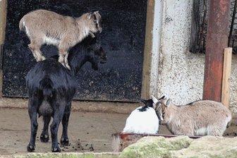 Tierpark Hirschfeld lockt mit kleinen Zicklein und einer großen Bärin - Besonders die verspielten kleinen Ziegen sind im Tierpark Hirschfeld ein Publikumsmagnet.